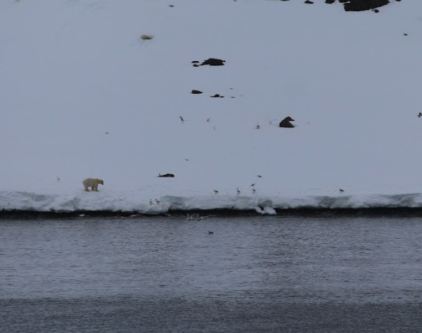 Quark Expeditions Polar Bear Sighting